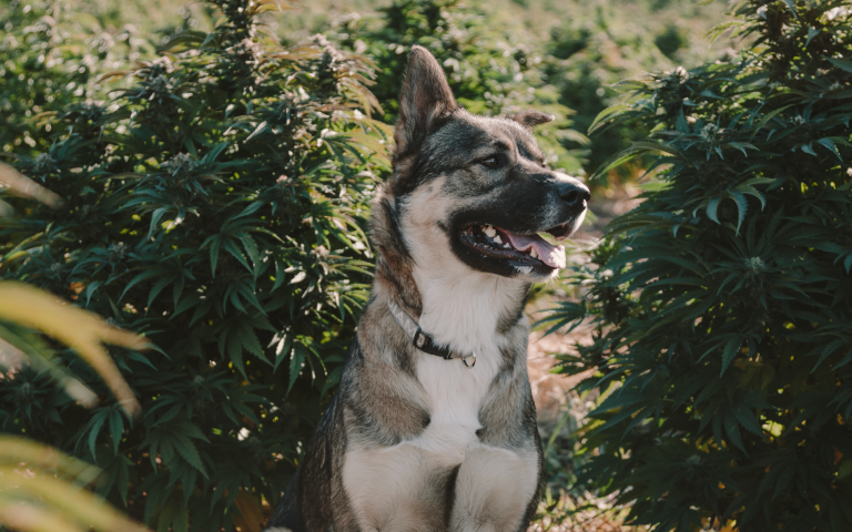 CBD für Tiere: Vorteile fuer Katzen, Hunde und Pferde