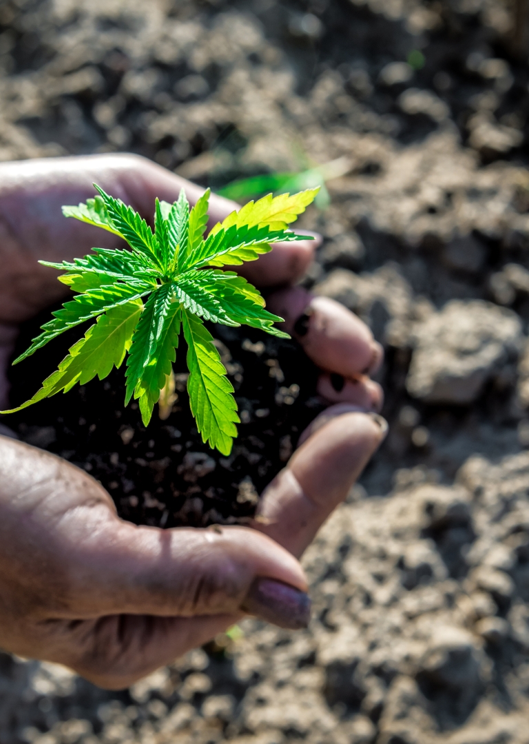 Die Geschichte des Cannabis