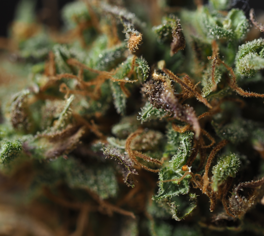 CBD Blüten image
