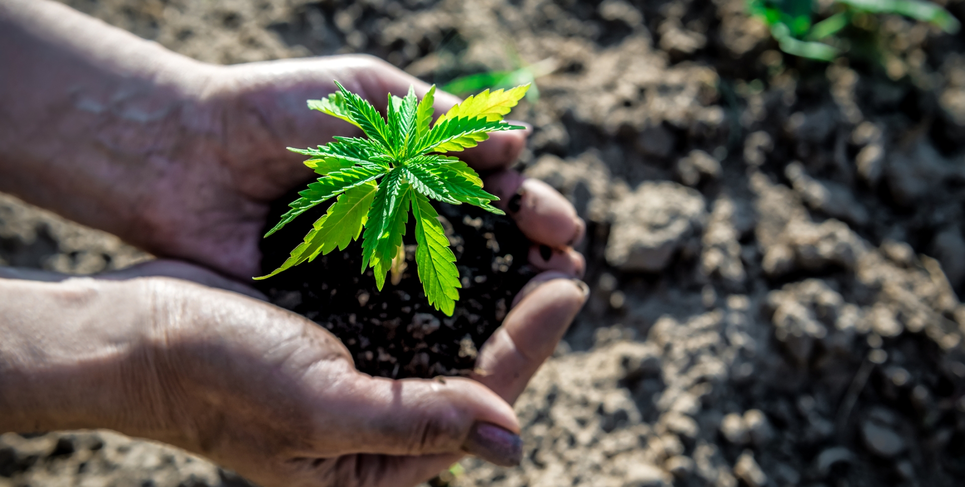 Die Geschichte des Cannabis image
